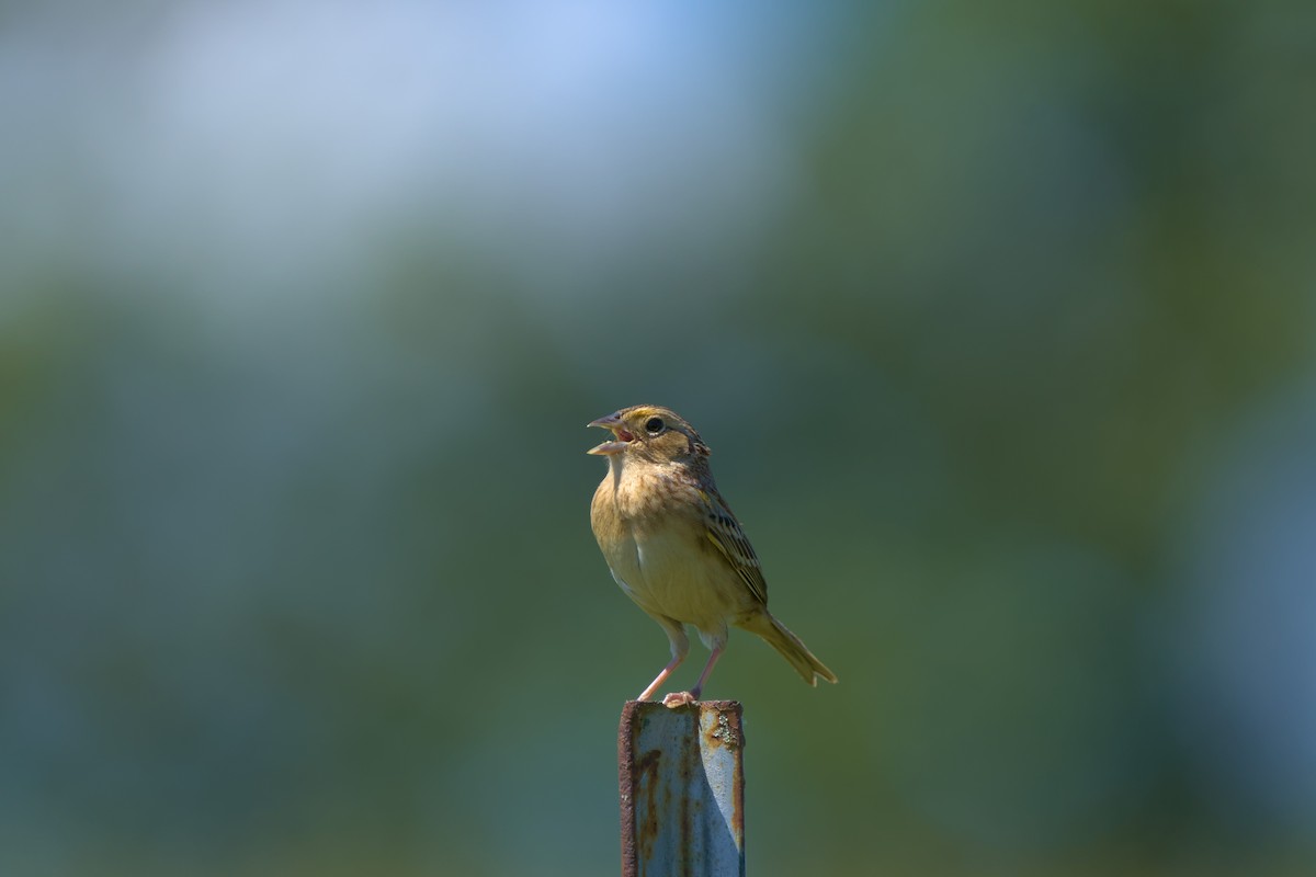 Grasshopper Sparrow - ML618849709