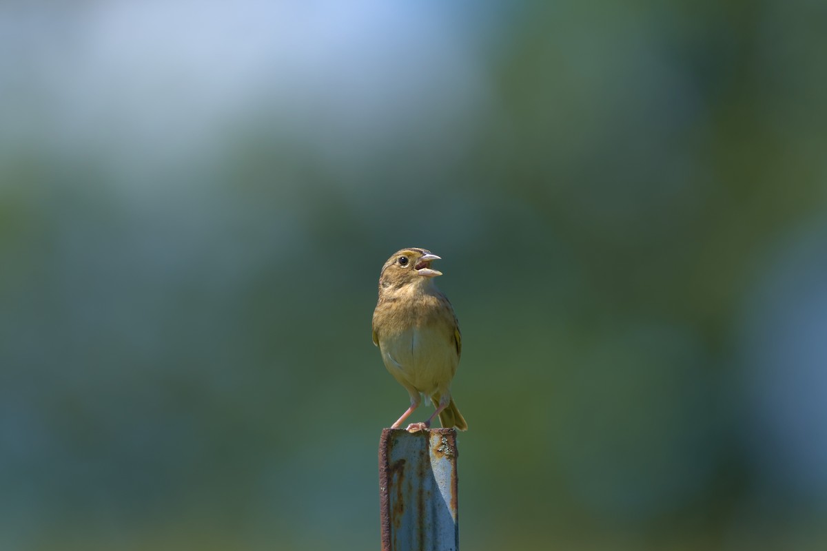 Grasshopper Sparrow - Mark Montazer