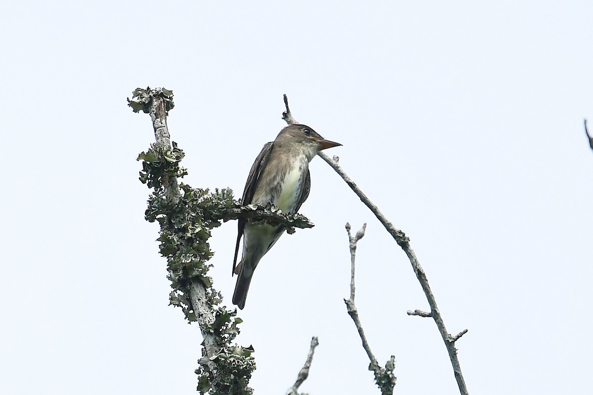 Olive-sided Flycatcher - Ken Beeney