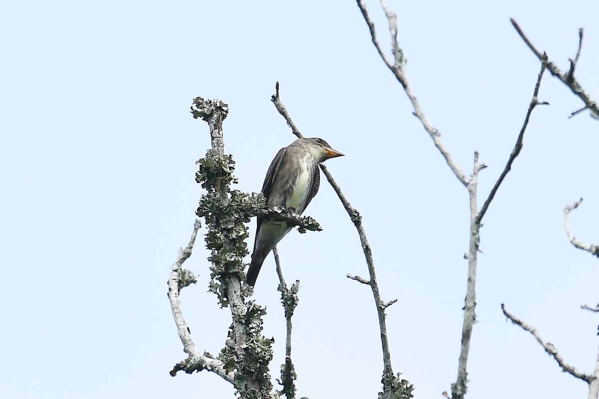 Olive-sided Flycatcher - Ken Beeney