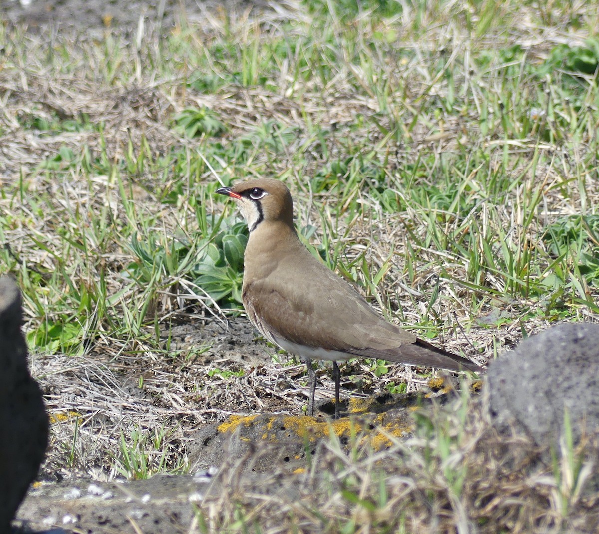 Oriental Pratincole - Leslie Hurteau