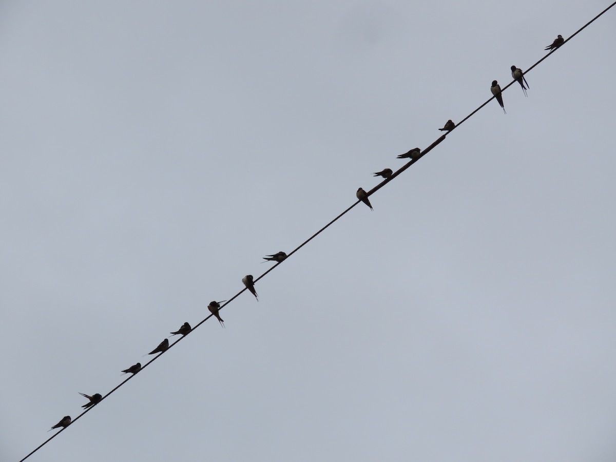 Barn Swallow - Clemente Álvarez Usategui