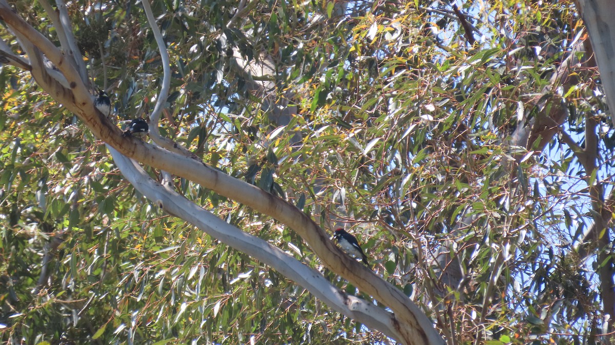 Acorn Woodpecker - Brian Nothhelfer