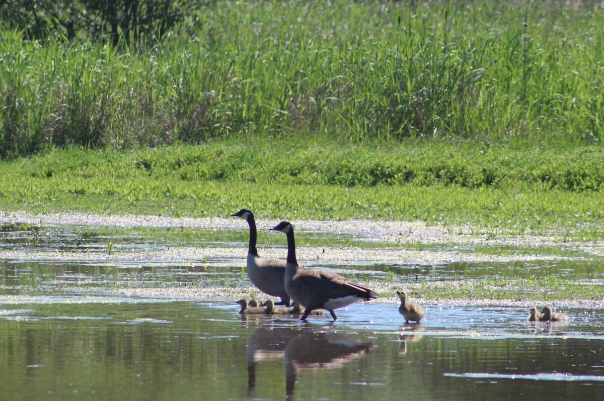 Canada Goose - ML618849749