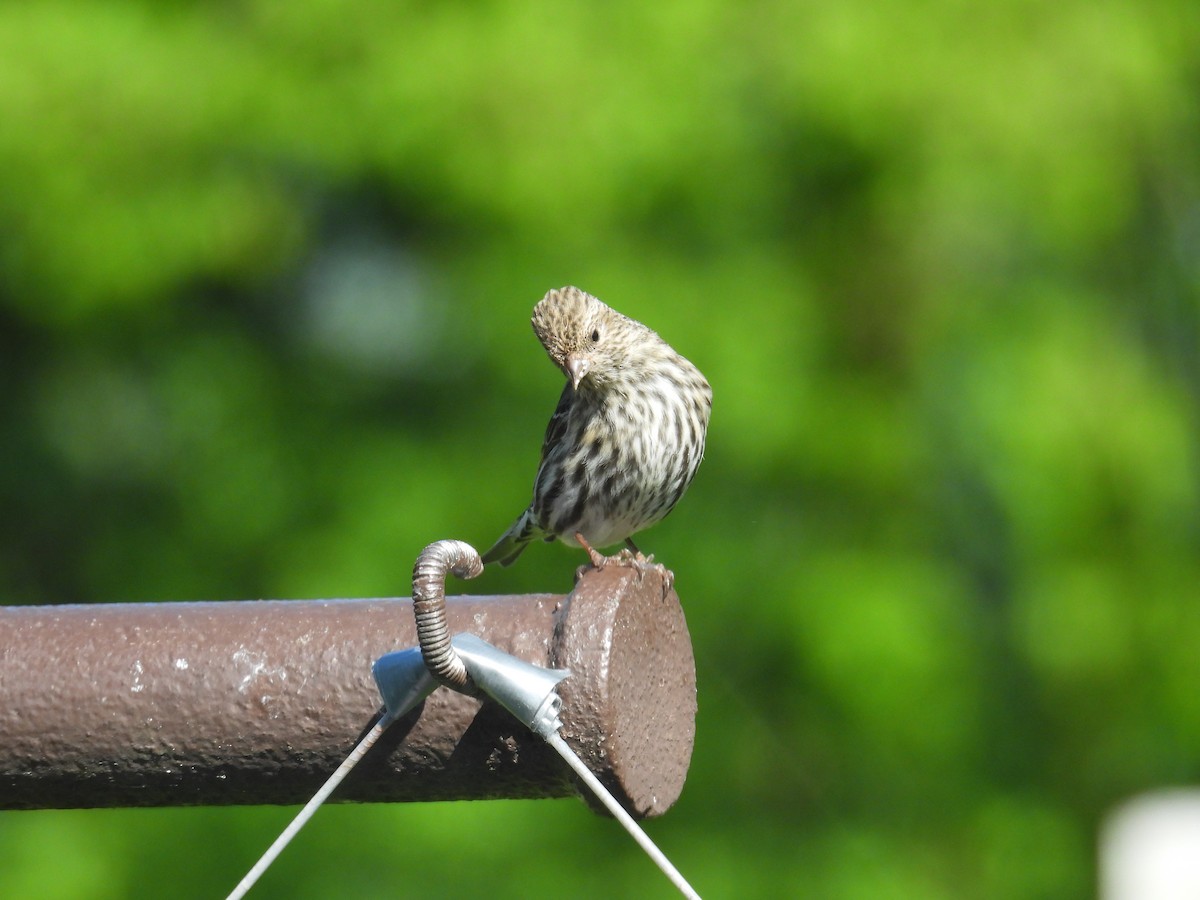 Pine Siskin - Elizabeth S