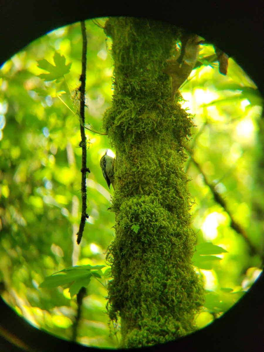 Brown Creeper - Emily Haworth