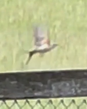 Scissor-tailed Flycatcher - Howard County Records (J Hanfman)