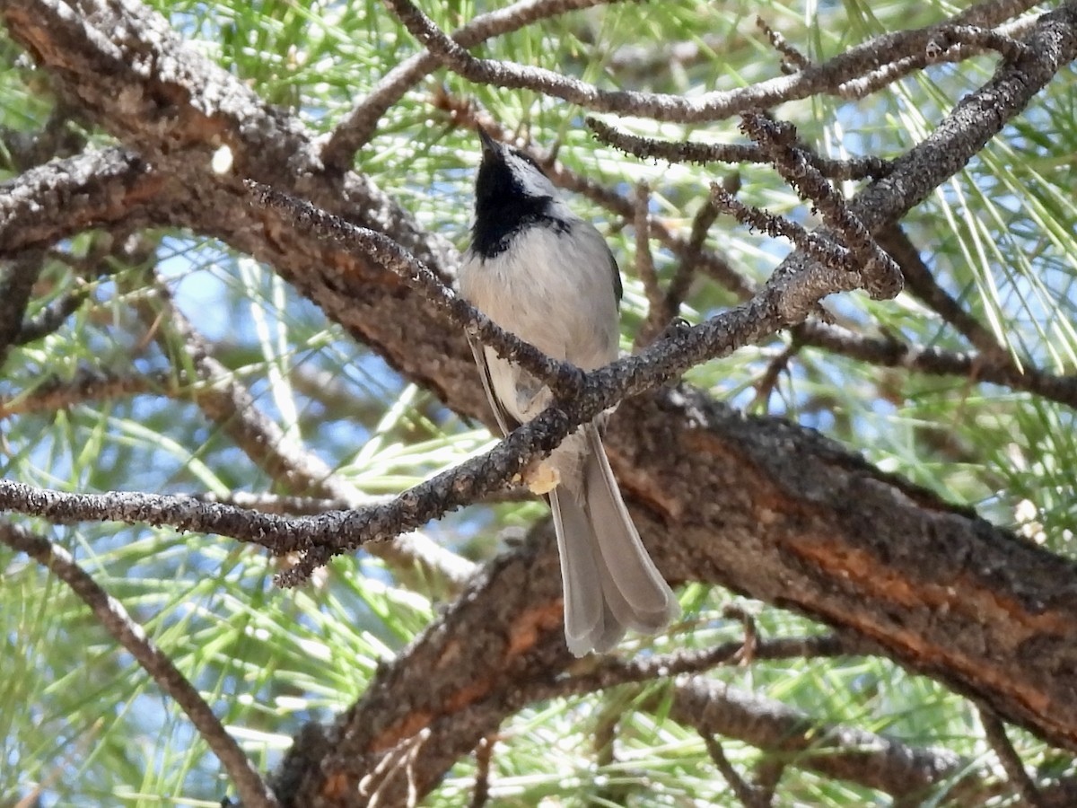 Mountain Chickadee (Rocky Mts.) - Bill Lisowsky