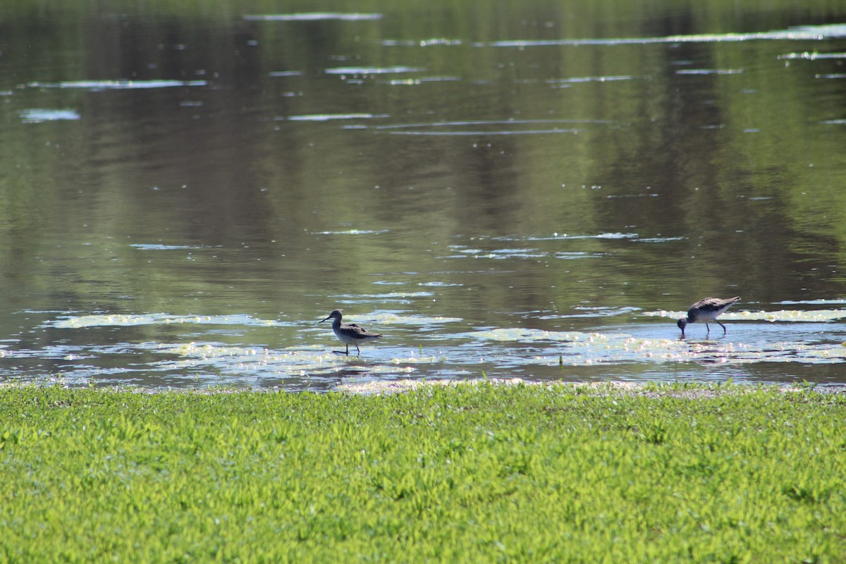 Greater Yellowlegs - ML618849853