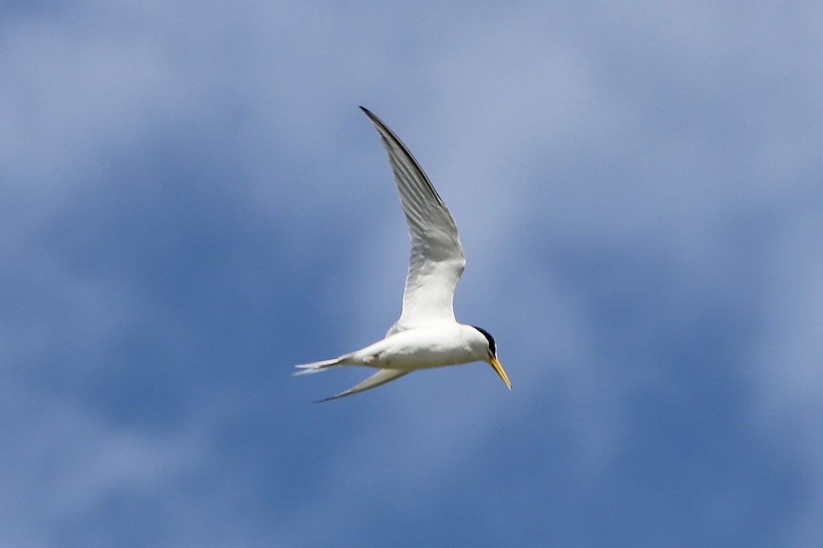 Least Tern - ML618849855