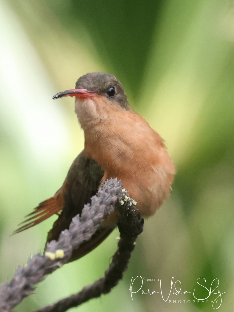 Cinnamon Hummingbird - Phil Dube