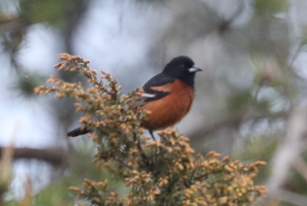 Orchard Oriole - Diana Cook