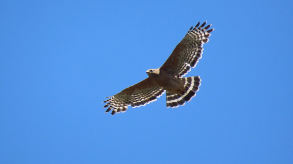 Red-shouldered Hawk - Brian Nothhelfer