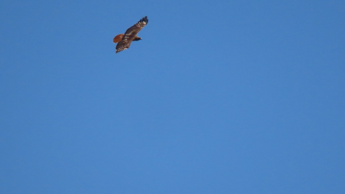 Red-tailed Hawk - Brian Nothhelfer