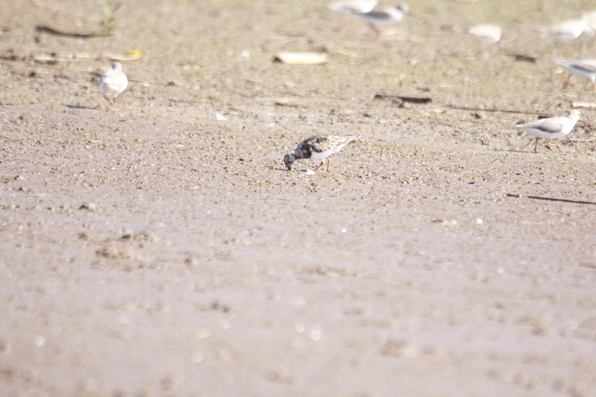 Ruddy Turnstone - James Apolloh ~Freelance Tour Guide