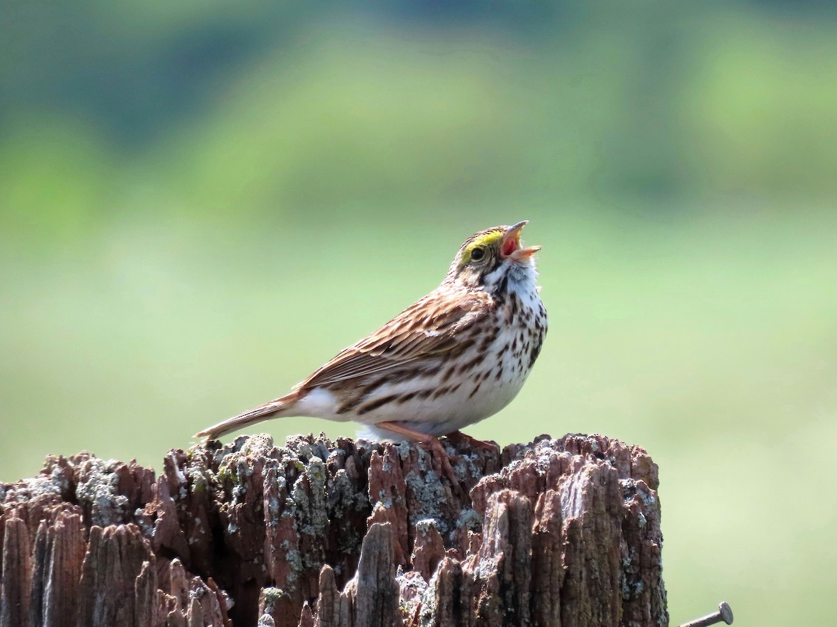 Savannah Sparrow - Randy Morgan