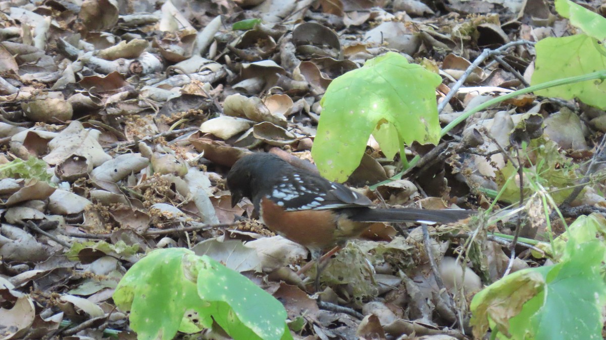 Spotted Towhee - Brian Nothhelfer