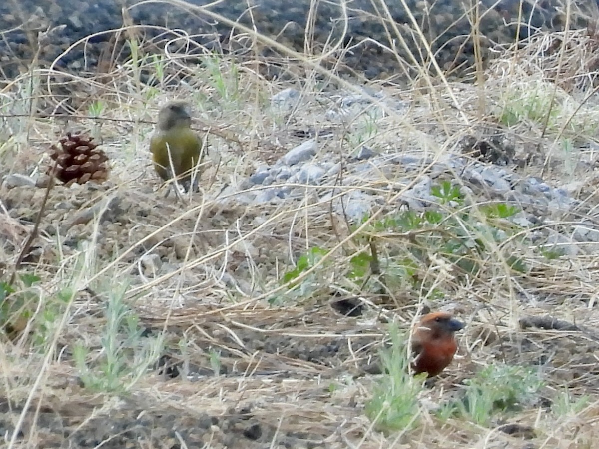 Red Crossbill - Bill Lisowsky