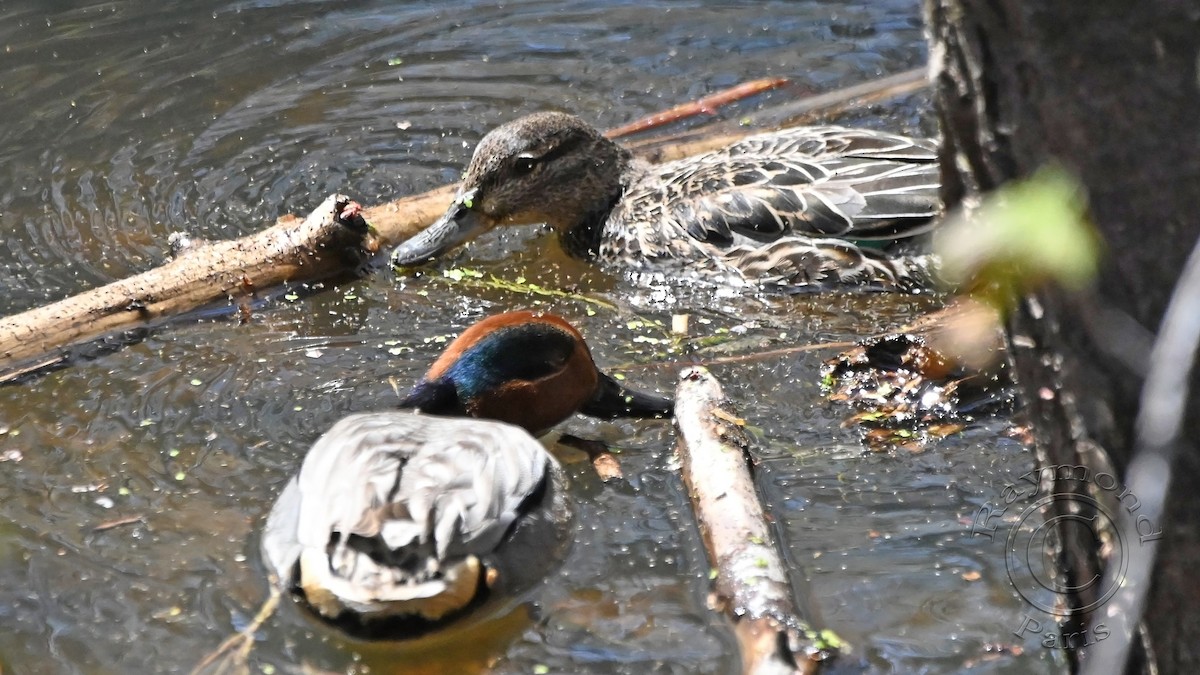 Green-winged Teal - Raymond Paris