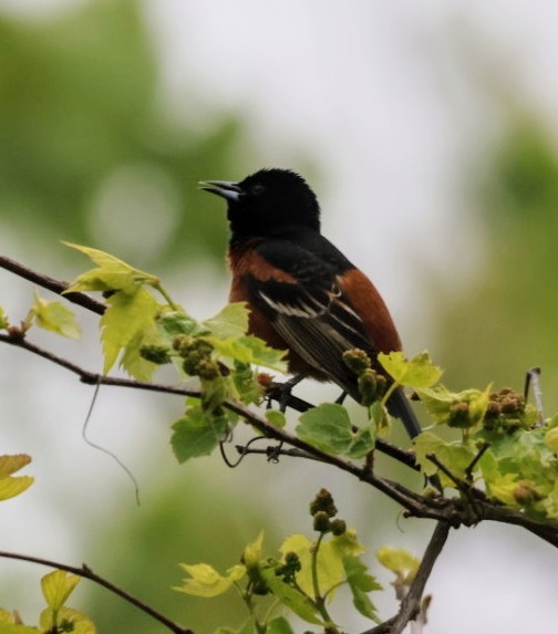 Orchard Oriole - Joe  Terry