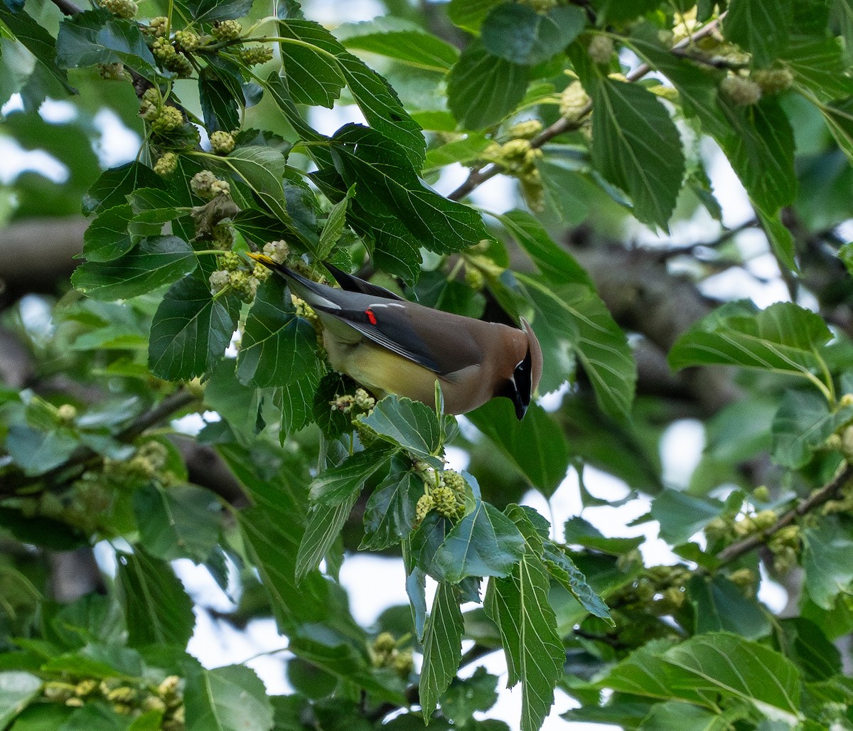 Cedar Waxwing - Anthea Gotto