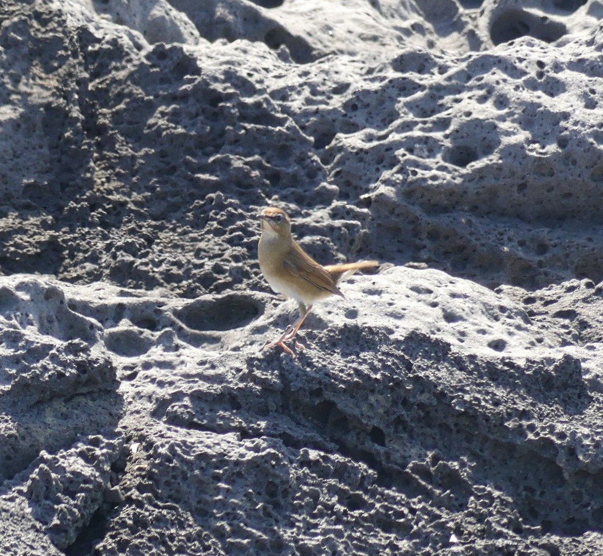 Siberian Rubythroat - Leslie Hurteau