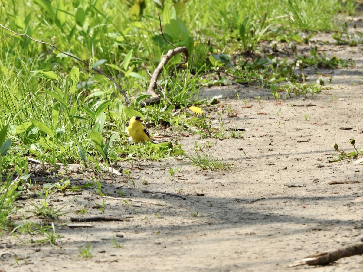 American Goldfinch - Anita Hooker