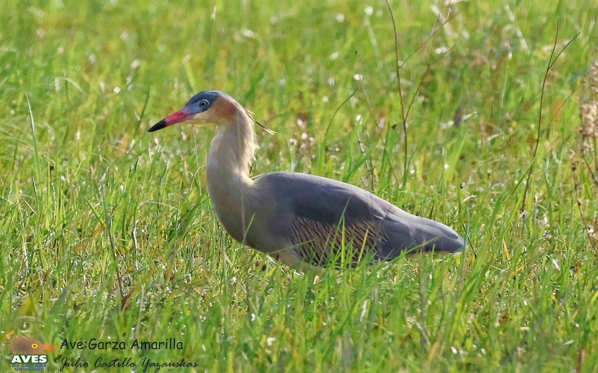 Whistling Heron - JULIO CESAR CASTILLO YAZAUSKAS