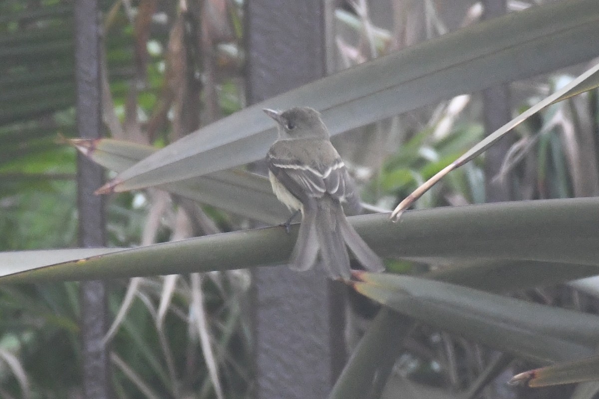 Willow Flycatcher - Max Leibowitz