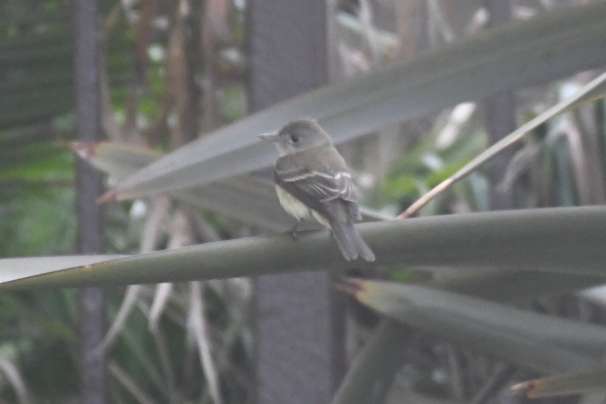 Willow Flycatcher - Max Leibowitz