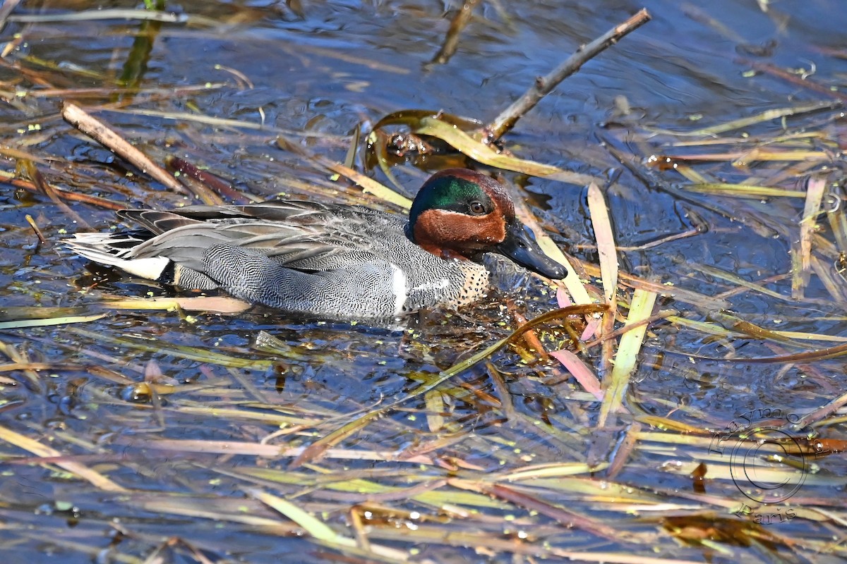 Green-winged Teal - Raymond Paris