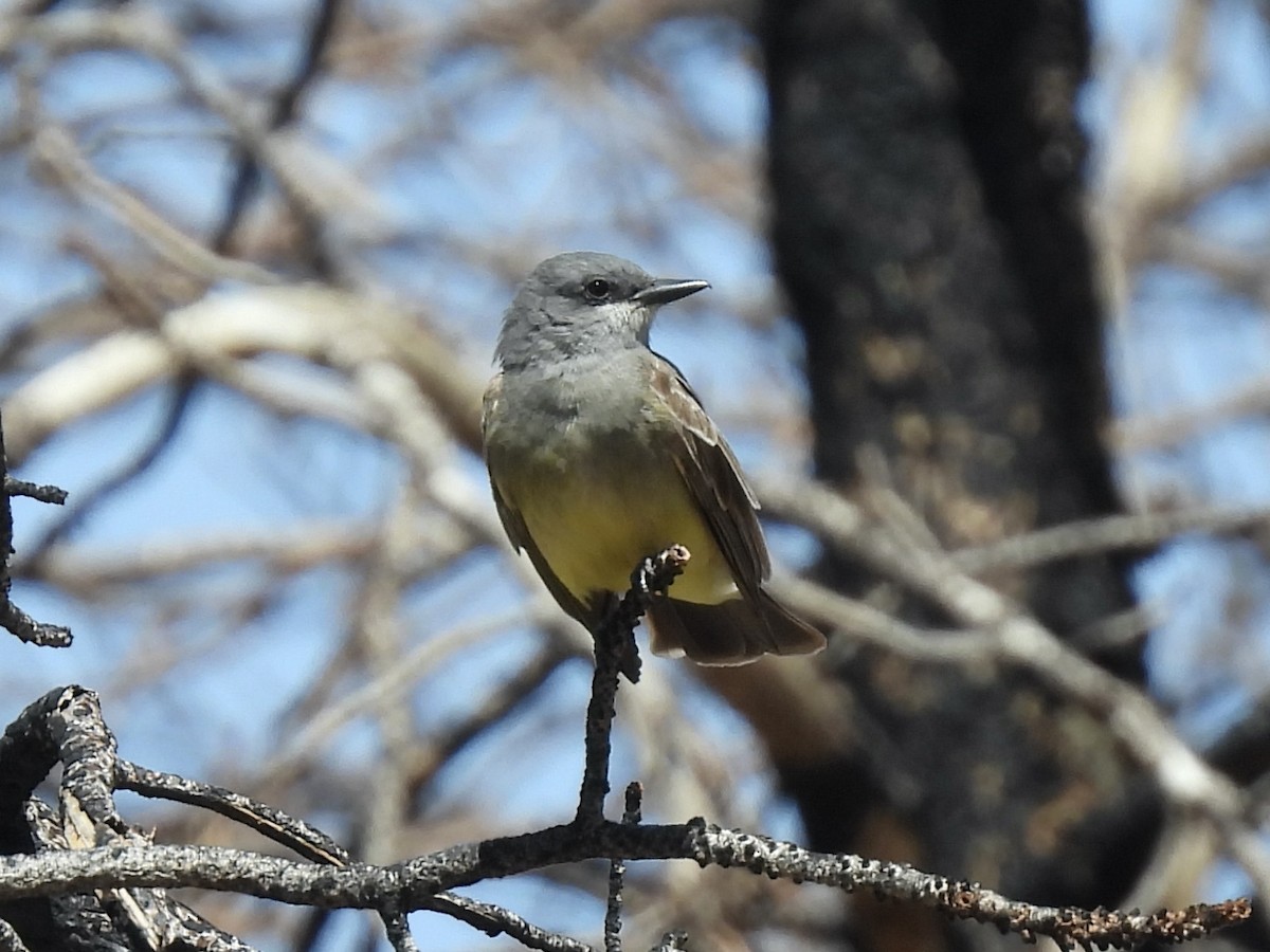 Cassin's Kingbird - Bill Lisowsky