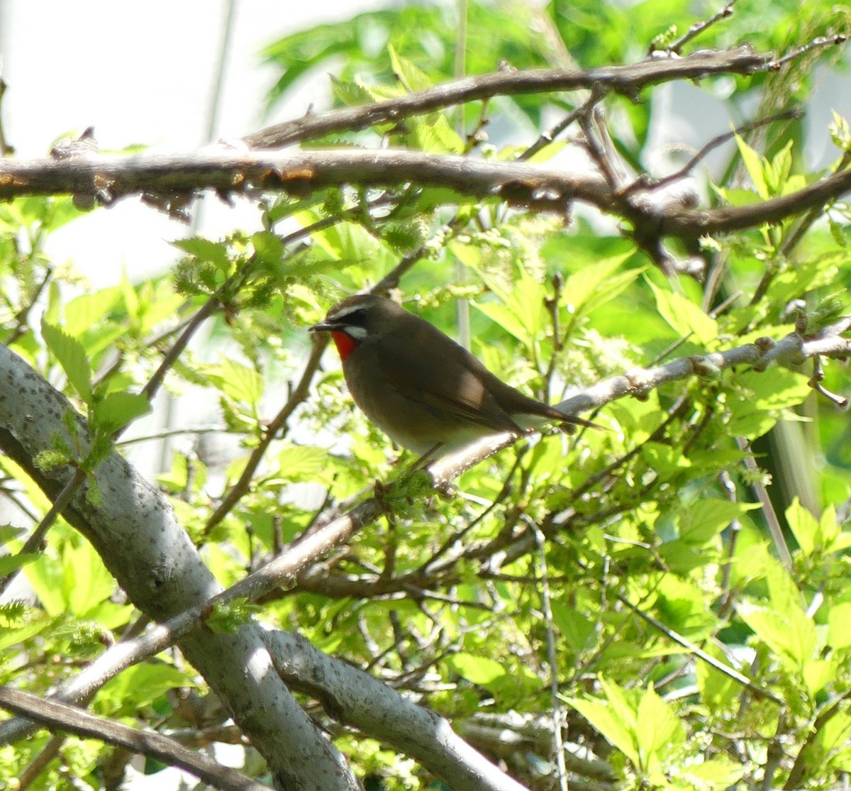 Siberian Rubythroat - Leslie Hurteau