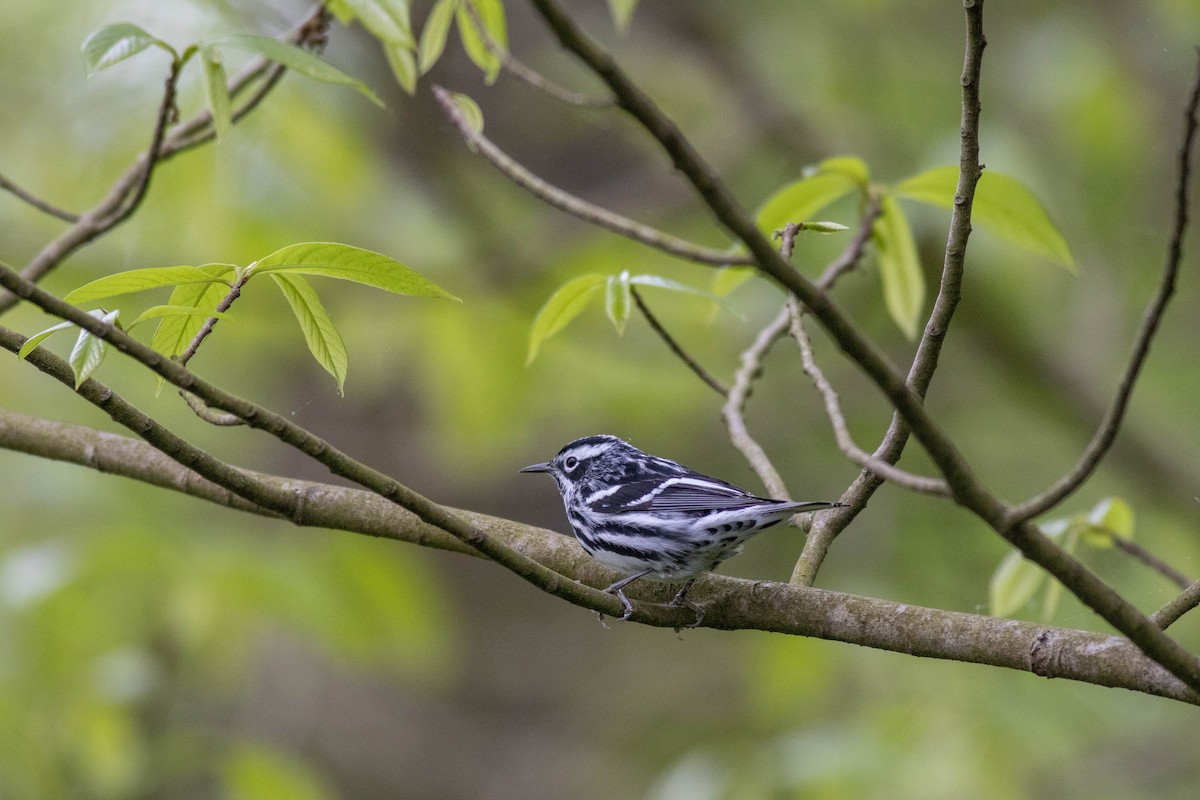 Black-and-white Warbler - John Garrison