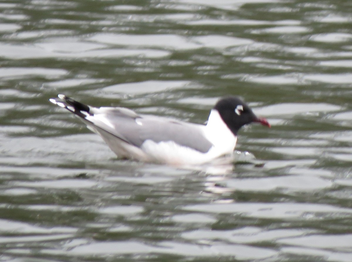 Franklin's Gull - ML618850048