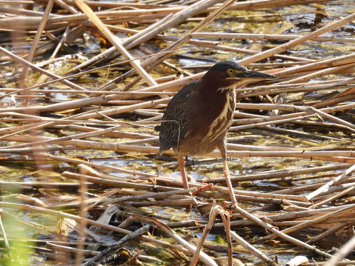 Green Heron - Dany Caouette