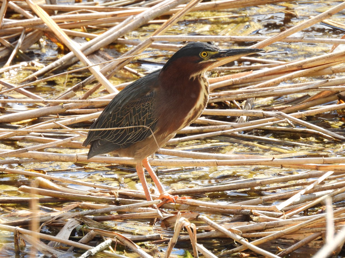 Green Heron - Dany Caouette