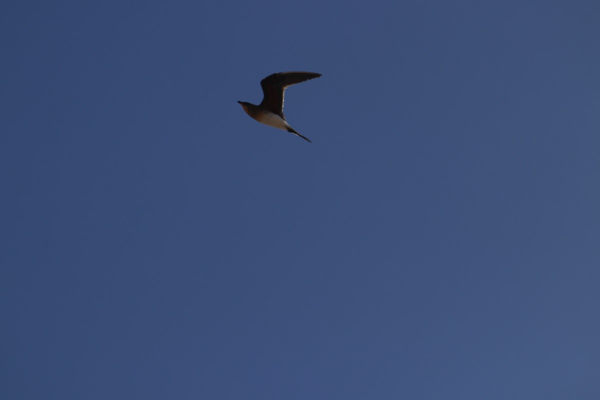 Collared Pratincole - James Apolloh ~Freelance Tour Guide