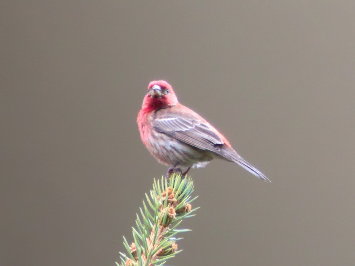 House Finch - ML618850073