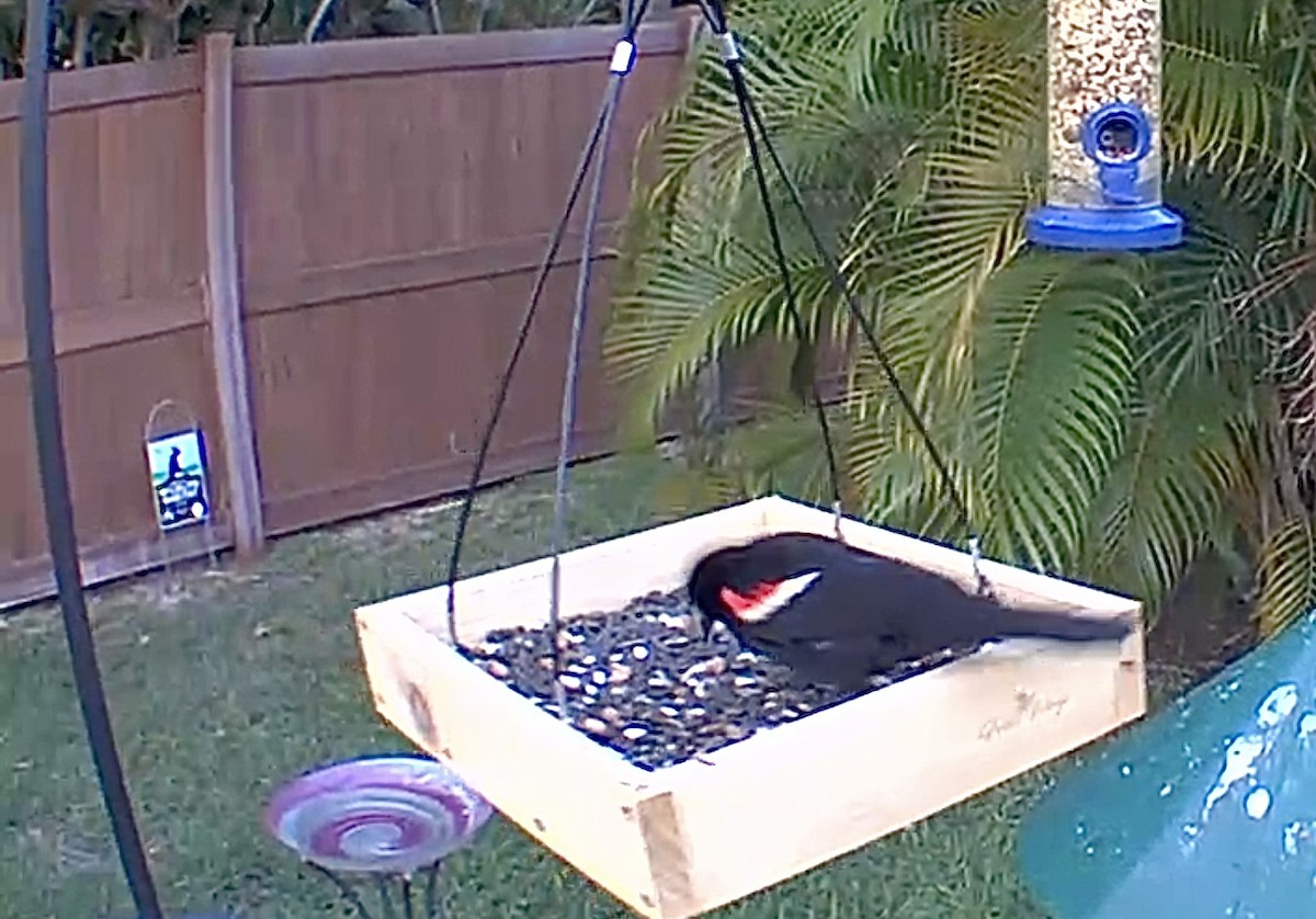 Red-winged Blackbird - ML618850078