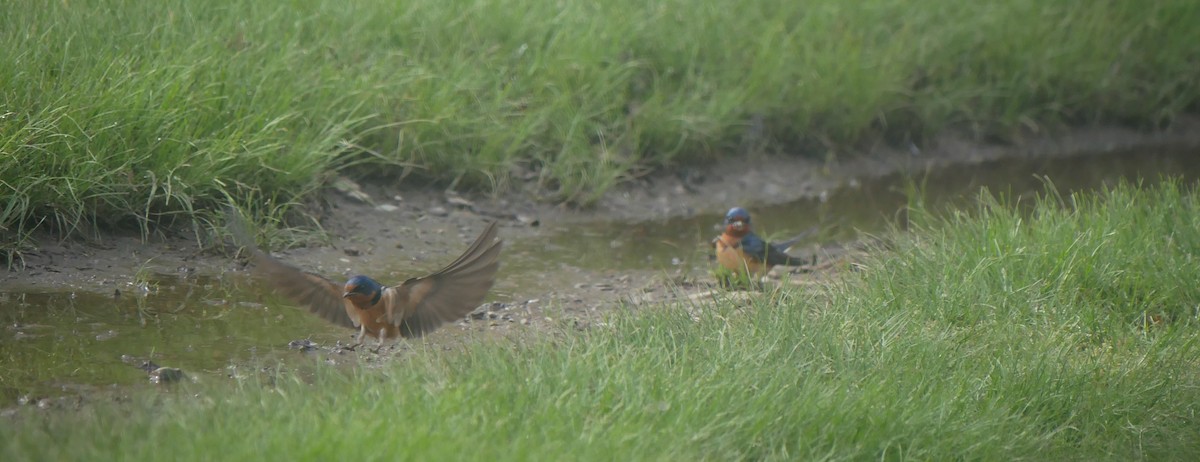 Barn Swallow - Daniel Lewis