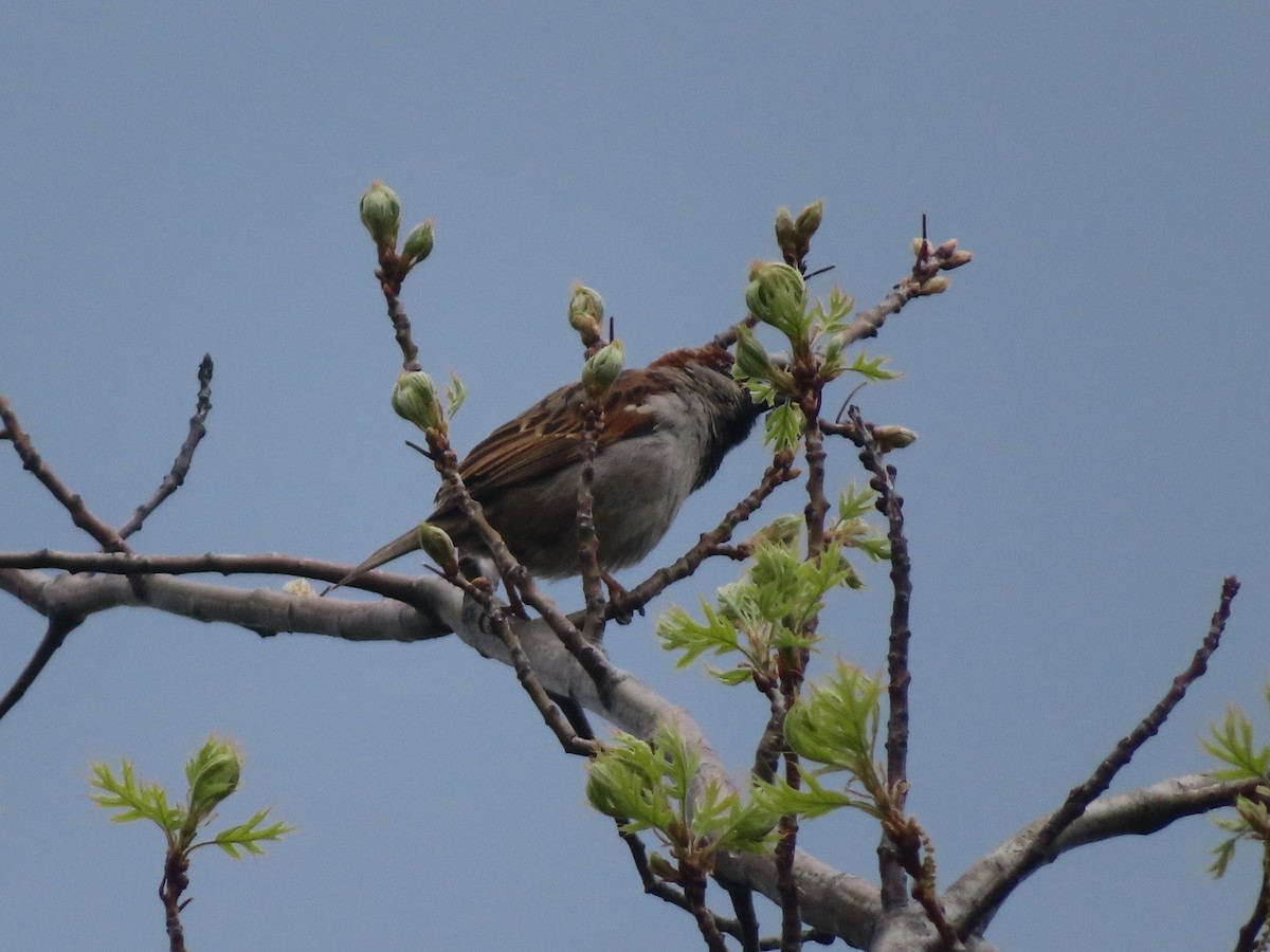 House Sparrow - Serge Benoit