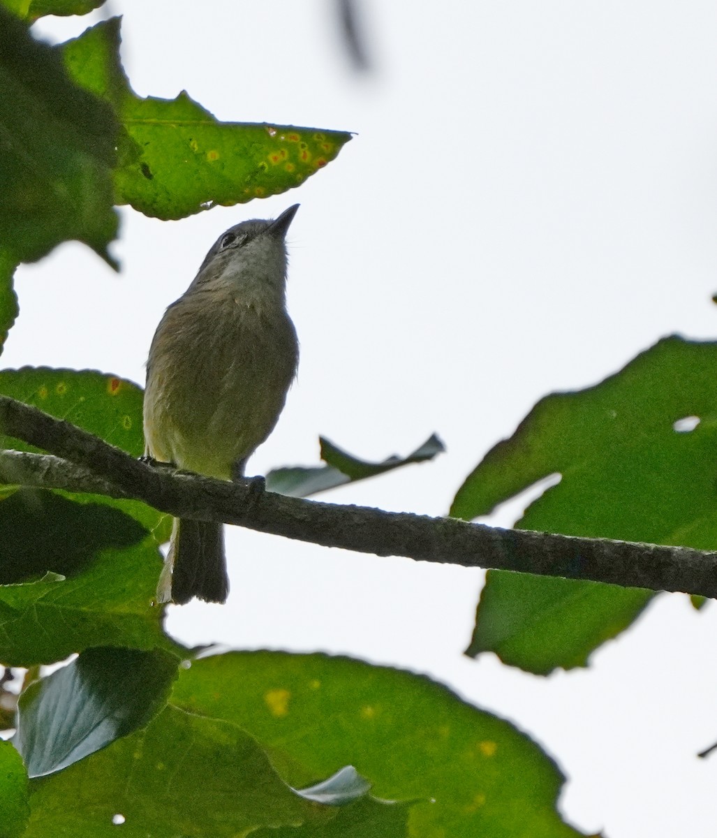 Fawn-breasted Whistler - Sandy Gayasih