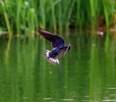 Barn Swallow - Joe  Terry