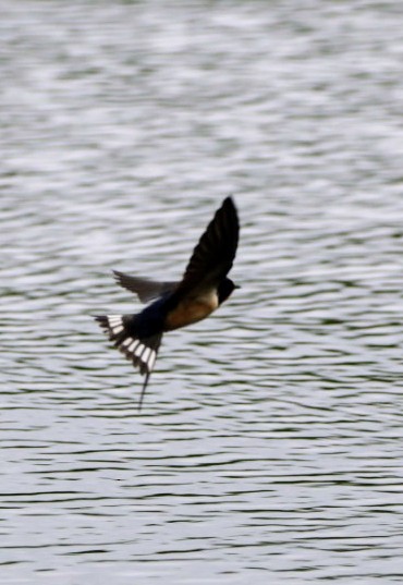 Barn Swallow - Joe  Terry