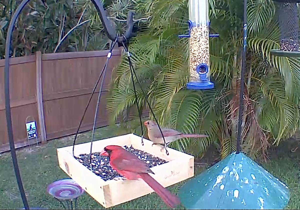 Northern Cardinal - ML618850093