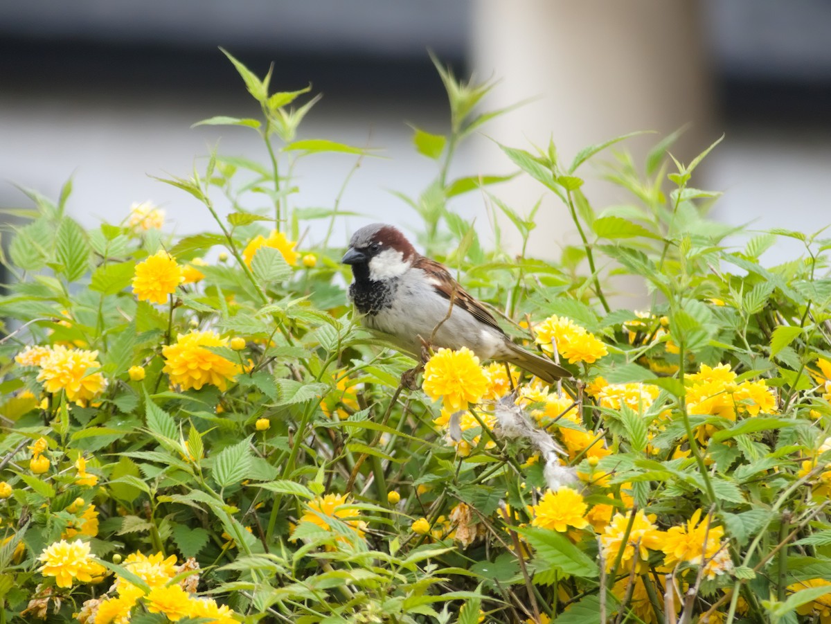 House Sparrow - Laurel Robinson