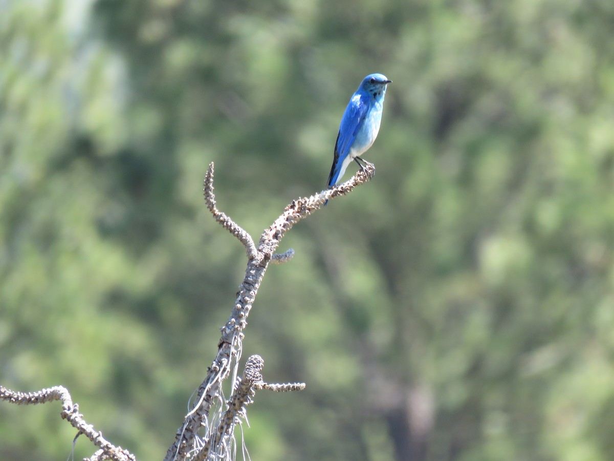 Mountain Bluebird - The Lahaies