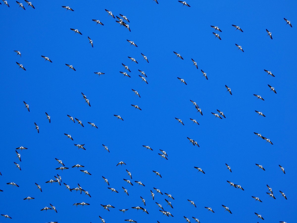 American White Pelican - ML61885011