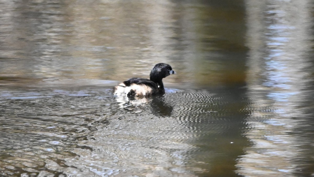 Pied-billed Grebe - Raymond Paris